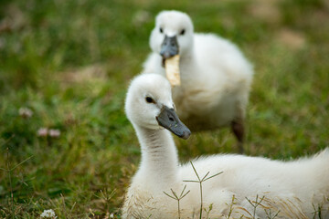 羽毛がふわふわ、むくむくの可愛い野生の白鳥の赤ちゃんたち