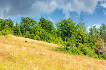 meadows on the hill of mountain in summer. idyllic landscape on a sunny day. beech and spruce trees around the wide glade
