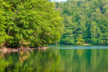 .reflection in the water. lake among the forest. beautiful nature landscape in summer. sunny...
