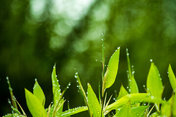 雨上がりの早朝、身にまとった朝露がこれほど美しいとは！感動しました