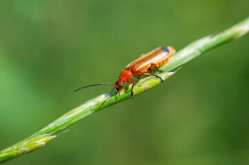 Red bug