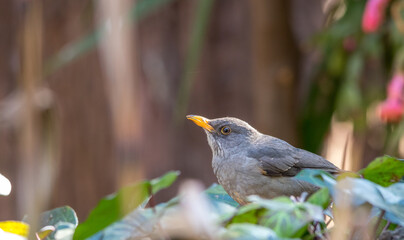 Wildlife in urban spaces - winter garden birds on the Highveld of Gauteng in South Africa