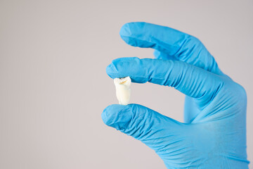 Wisdom teeth extraction, close-up tooth on gloved hand on gray background