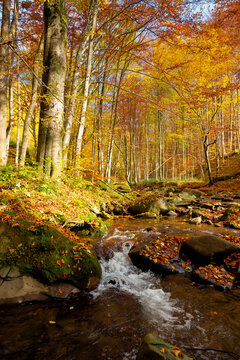 river on the autumn sunny day. wonderful landscape. forest in fall colors. mossy rocks on the shore. fresh and clean water concept