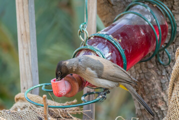 Wildlife in urban spaces - winter garden birds on the Highveld of Gauteng in South Africa