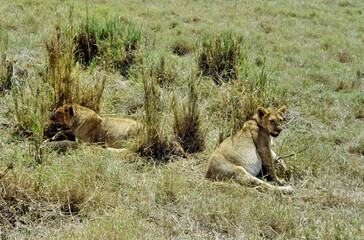 Fototapeta na wymiar lion cubs resting after a feast with a full belly in the savannah in Africa