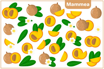 Set of vector cartoon illustrations with Mammea exotic fruits, flowers and leaves isolated on white background