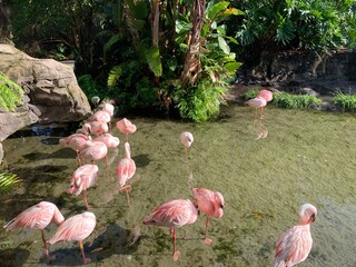 pink flamingos in the water