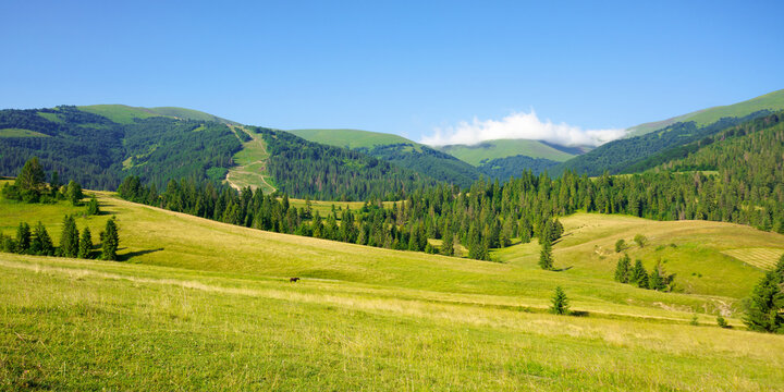countryside landscape in summer time. trees on the fields and hills covered in green grass rolling through scenery in morning light. mountain ridge in the distance