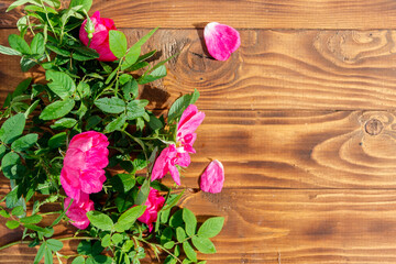 Naklejka na ściany i meble Pink flowers of dog rose on wooden background. Top view, copy space