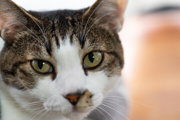 カメラ目線の猫ちゃん　　キジトラ猫