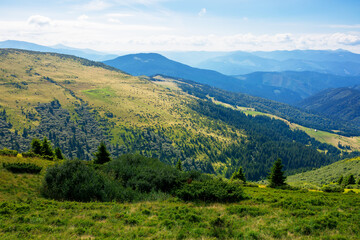 hills and valleys of carpathian mountains. trees and bushes on the grassy slopes.  beautiful landscape on a sunny day. clouds on the blue sky
