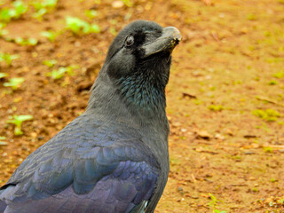 おいらが悪役の中の悪訳です。カラスの顔のアップ