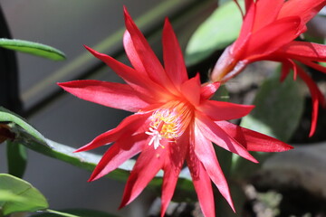 fake christmas cactus blooming in flowerpot