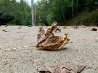 Fallen leaf