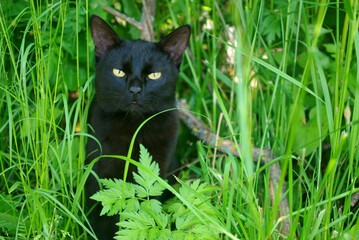 Naklejka na ściany i meble .Black cat sitting in the green grass.