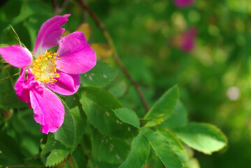 Beautiful flower growing in the summer, botanical garden