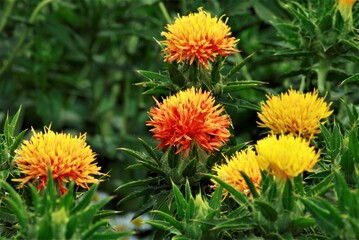 赤くなった紅花　