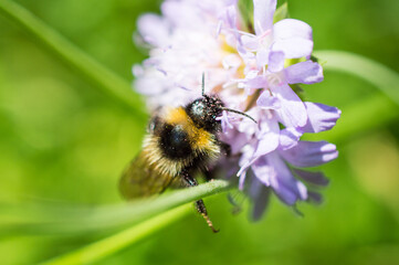 Bee
