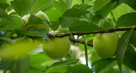 木に生っている梅の実を見ているだけでも酸っぱい感覚が・・・