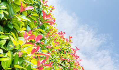 青空と生け垣をイメージした背景画像