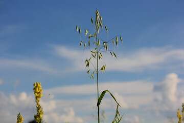 sprig of green oats in the field against the sky