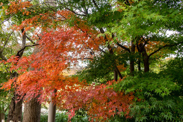 Red and green autumn japanese maple (red emperor maple, Acer palmatum) leaves in Kenroku-en Park in Kanazawa, Japan, November,