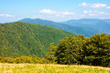 Fototapeta premium beech forest on the hills. wonderful landscape of carpathian mountains on a sunny day in august. meadow in yellow grass