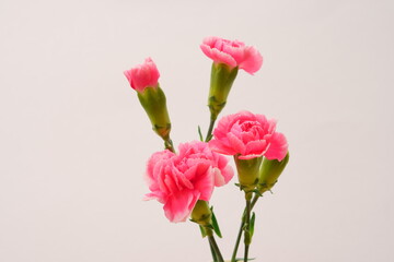 Obraz premium カーネーションの花