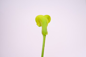 カラーの花の後ろ側（白地）