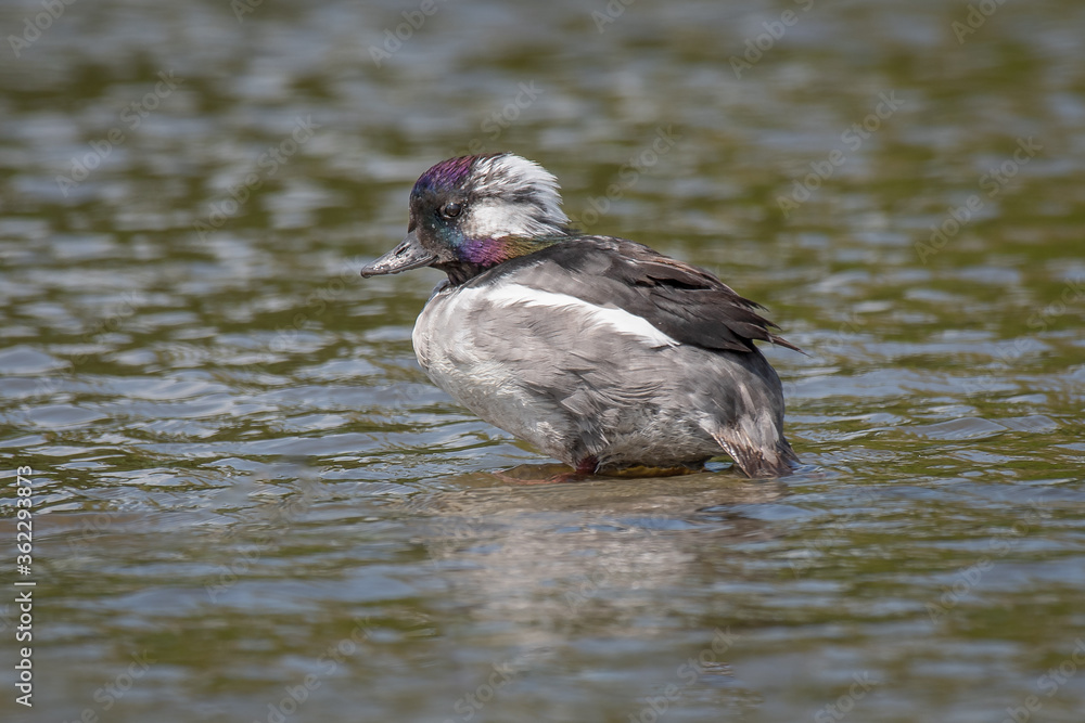 Poster a close up portrait of a bufflehead duck, bucephala albeola. seen here swimming alone on open water 