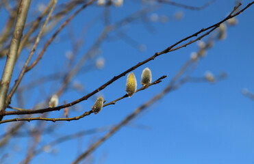 Three flowering male catkins from a goat willow tree (Salix caprea). Flowering branch of pussy willow in the spring forest against the sky