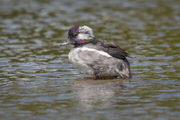 A close up portrait of a bufflehead duck, Bucephala albeola. Seen here swimming alone on open water with no other animals in view