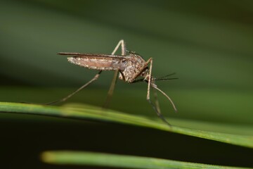 Mosquito resting on a green leaf during the night hours in Houston, TX. They are most prolific during the warmer months and can carry the West Nile virus.