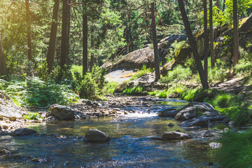 Fototapeta na wymiar summer in wild forest - vibrantl forest trees and fast river with stones