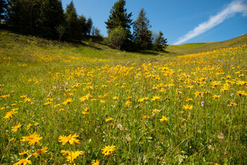 Arnikablüte auf dem Markstein in den Vogesen