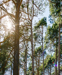 WOODED LANDSCAPE WITH SUN COMING OUT OF THE BRANCHES