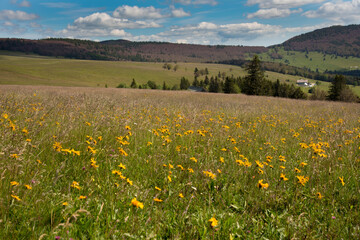 Arnikablüte auf dem Markstein in den Vogesen