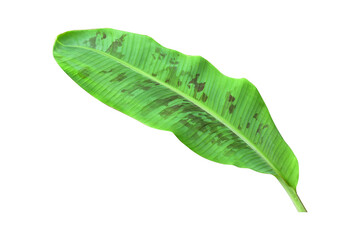Green banana leaves with unique motifs, isolated on a white background