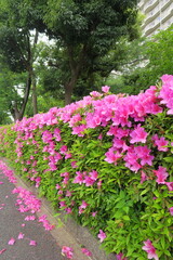 マンションの散り始めた生垣風景