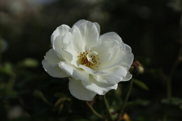 Flowers of Perth - White Rose