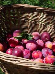Red plums in a basket