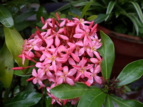 Tiny pink flowers, ixora,thechi(chethi),indian jasmine