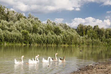 Goslings in the river 
