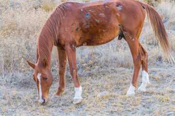 The sick and old horse 