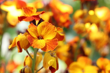 blooming wallflower in the garden