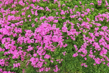 野原に咲く満開の芋酢漿草