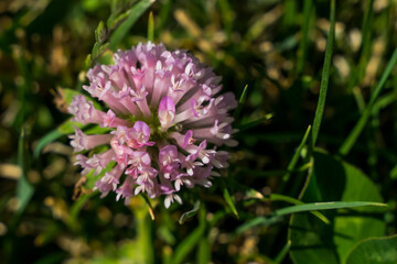 A small pink ball-shaped flower. Macro photo. Very small flower. Pink floral ball. Blooming grass in the spring. Green grass and green leaves of a plant close-up. Beauty in detail