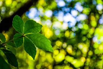 Fototapeta na wymiar Closeup Jiaogulan ( Gynostemma, Miracle grass, Penta tea or Southern ginseng ) leaf with nature background.