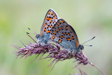 A pair of butterflies of the Lycaenidae family mating on a branch